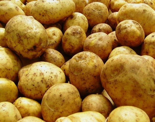 Картофель гала