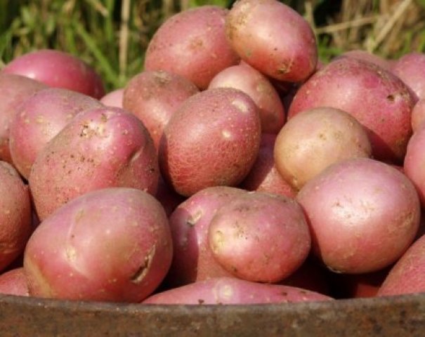 Картофель Мерлот
