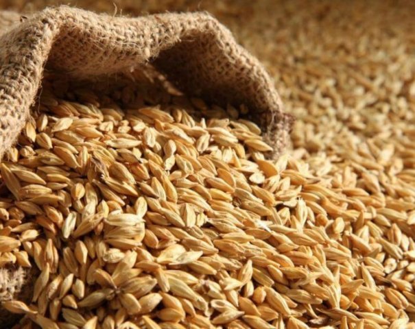 Kalkul Barley