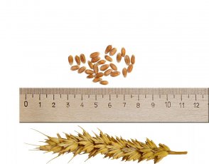 Пшеница сорт Ликамеро