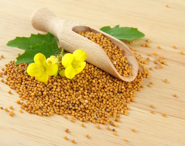 Sarepta mustard