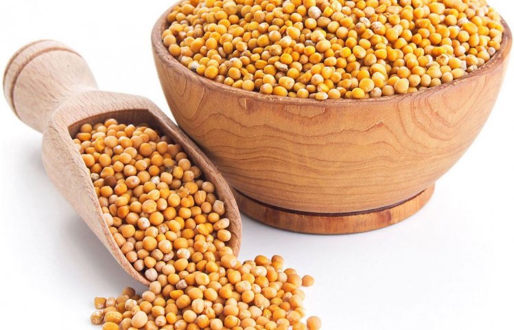 Sarepta mustard