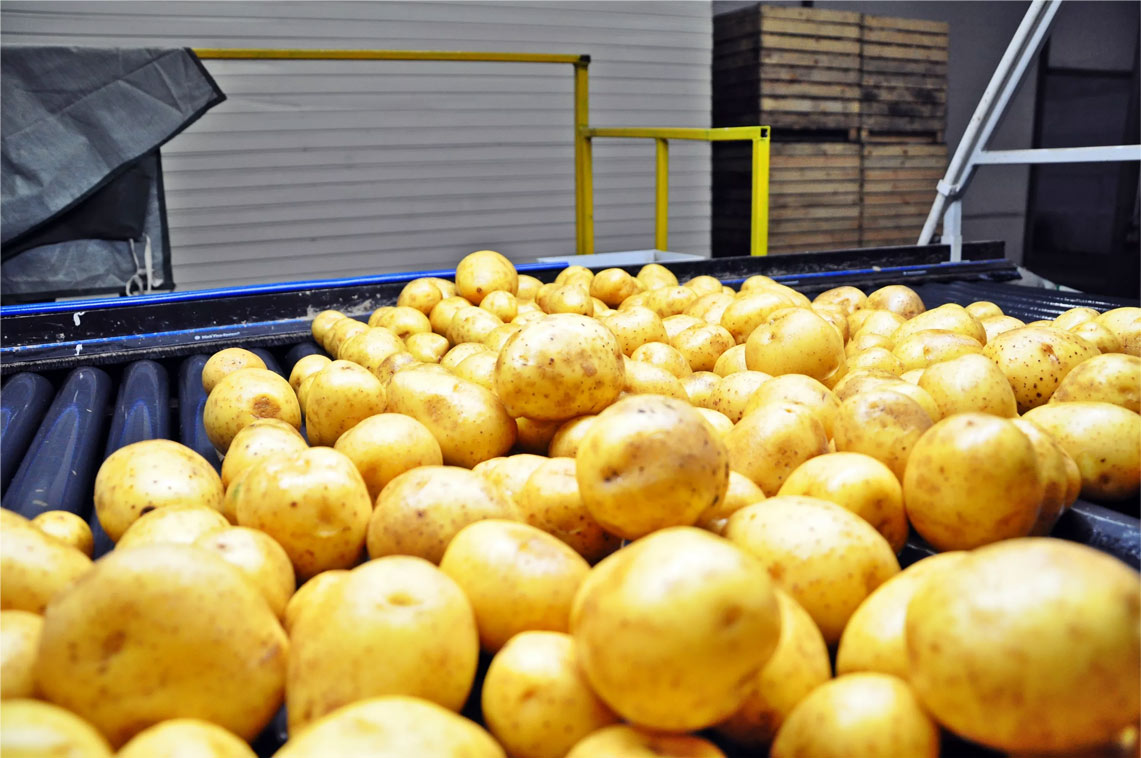 Производители картофеля
